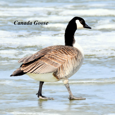 Geese and Swans Sask Birds